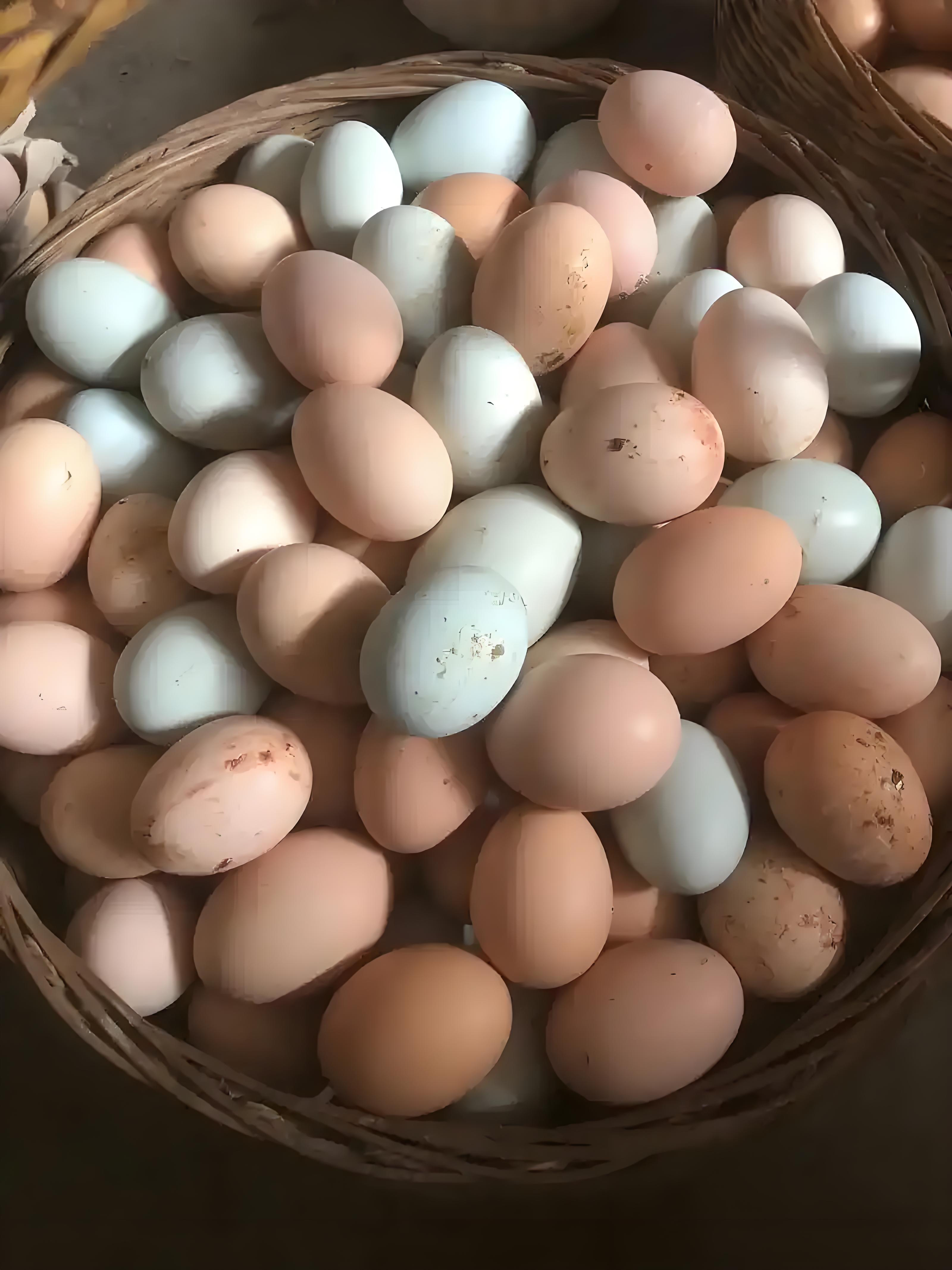 农村散养笨鸡蛋土鸡蛋