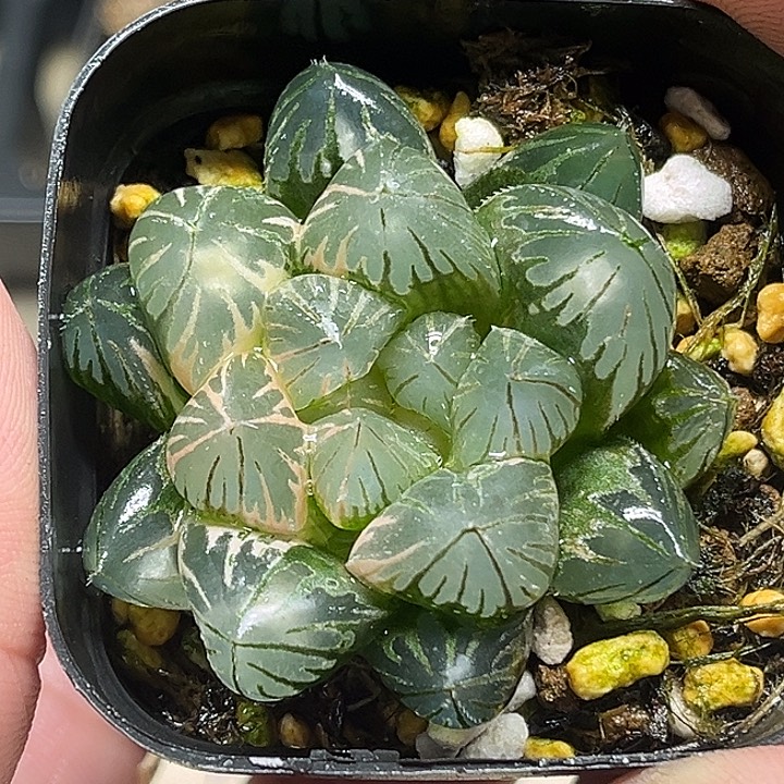 13变异大窗龙爪玉露锦