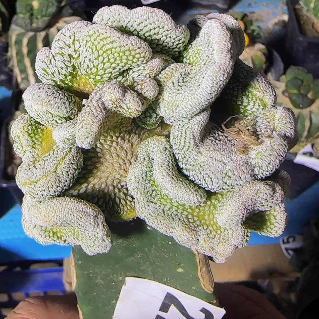 精巧丸缀化221仙人球