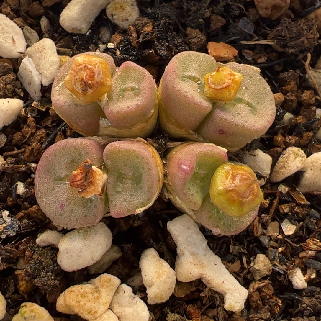 083多肉植物百科