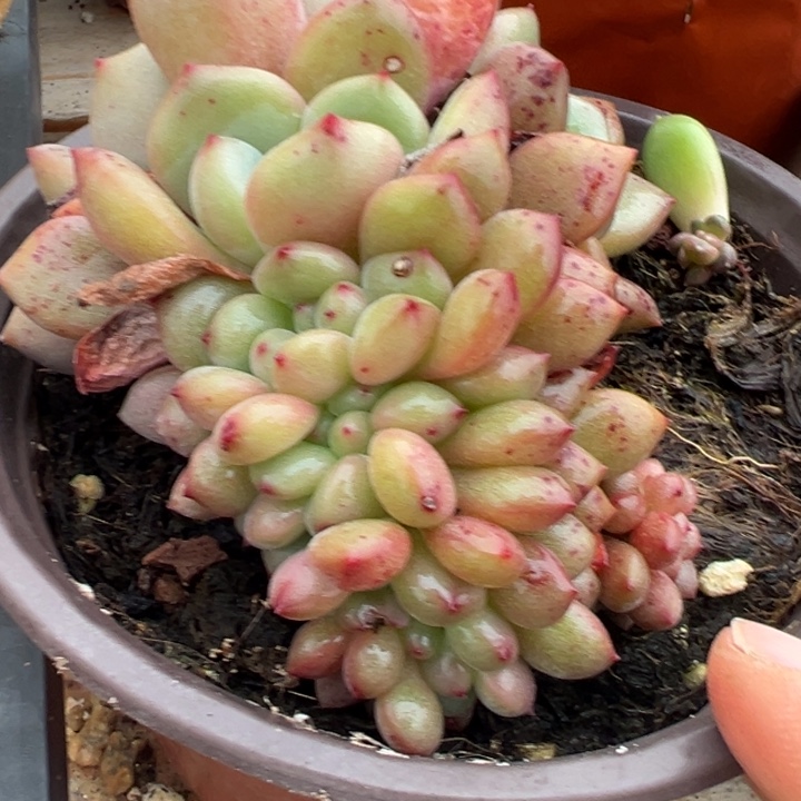 凌雪朵朵缀多肉植物61