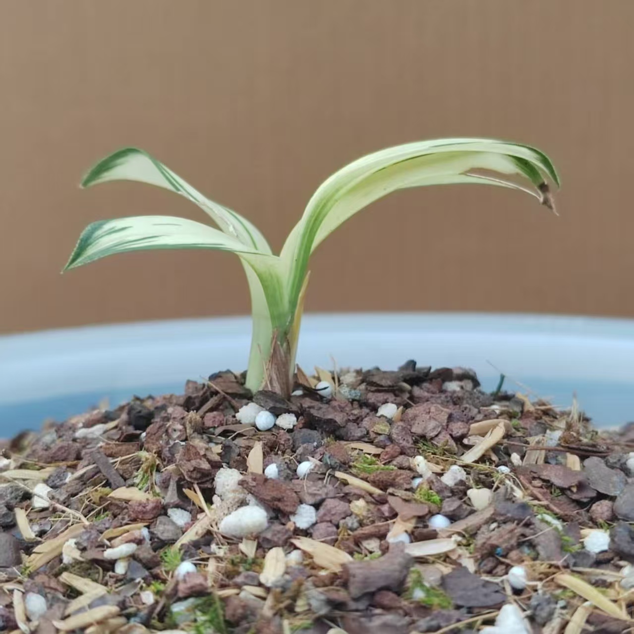 绿植花卉《以直播间拍物为准》