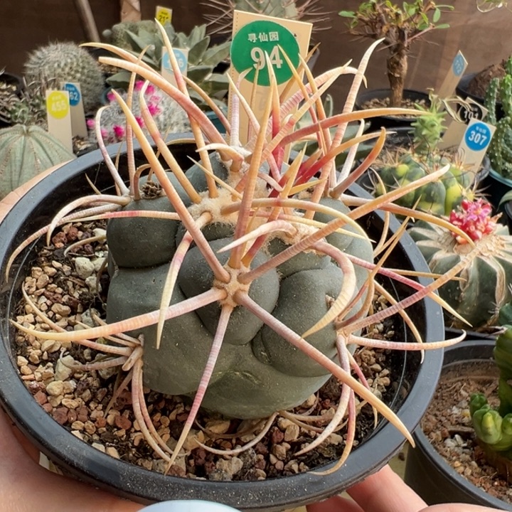 自根刚出根泰刺高木绯冠龙一棵7cm