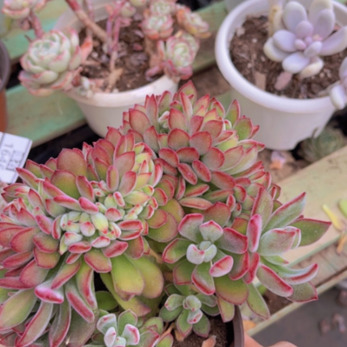 【闪购商品】红兔耳缀1647