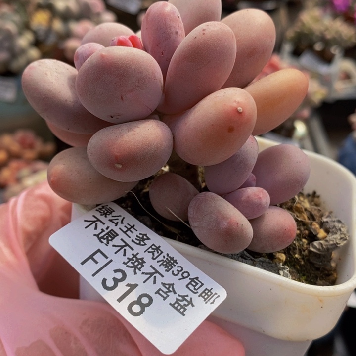 蛋黄奶老桩318多肉植物