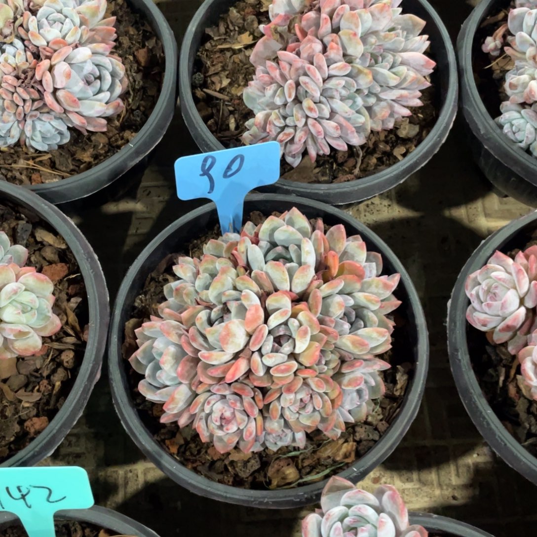 星影缀化多头群生90