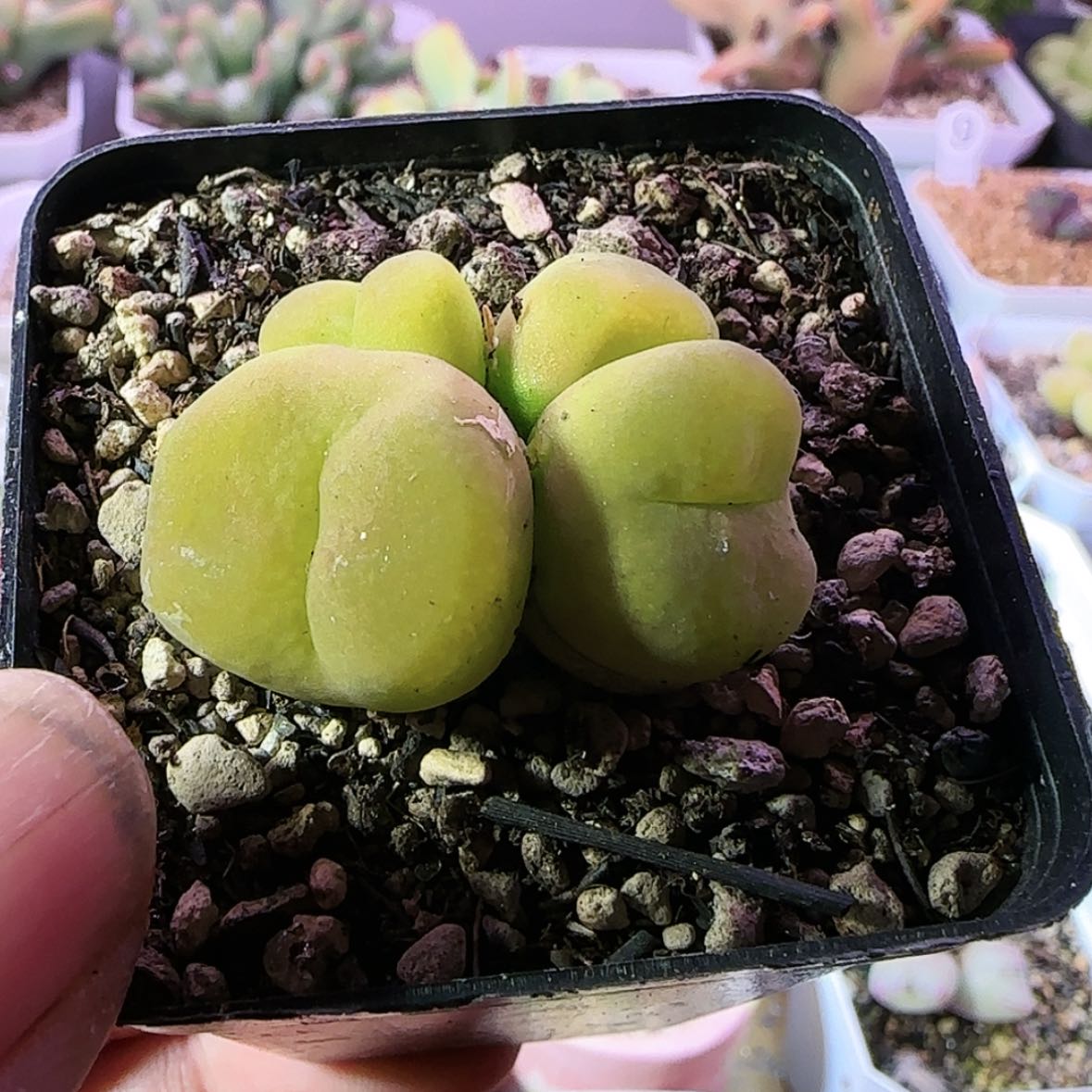 【闪购商品】黄蟠桃四头2345678