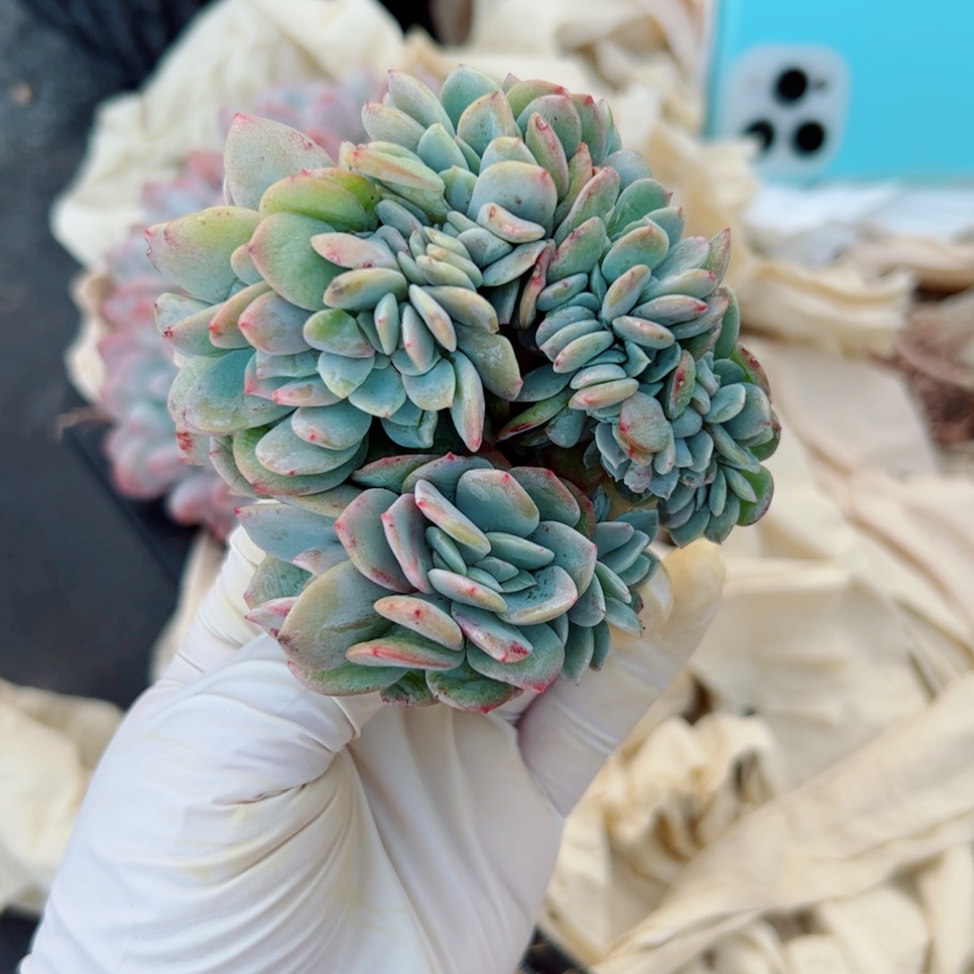 白凤多肉植物多肉植物