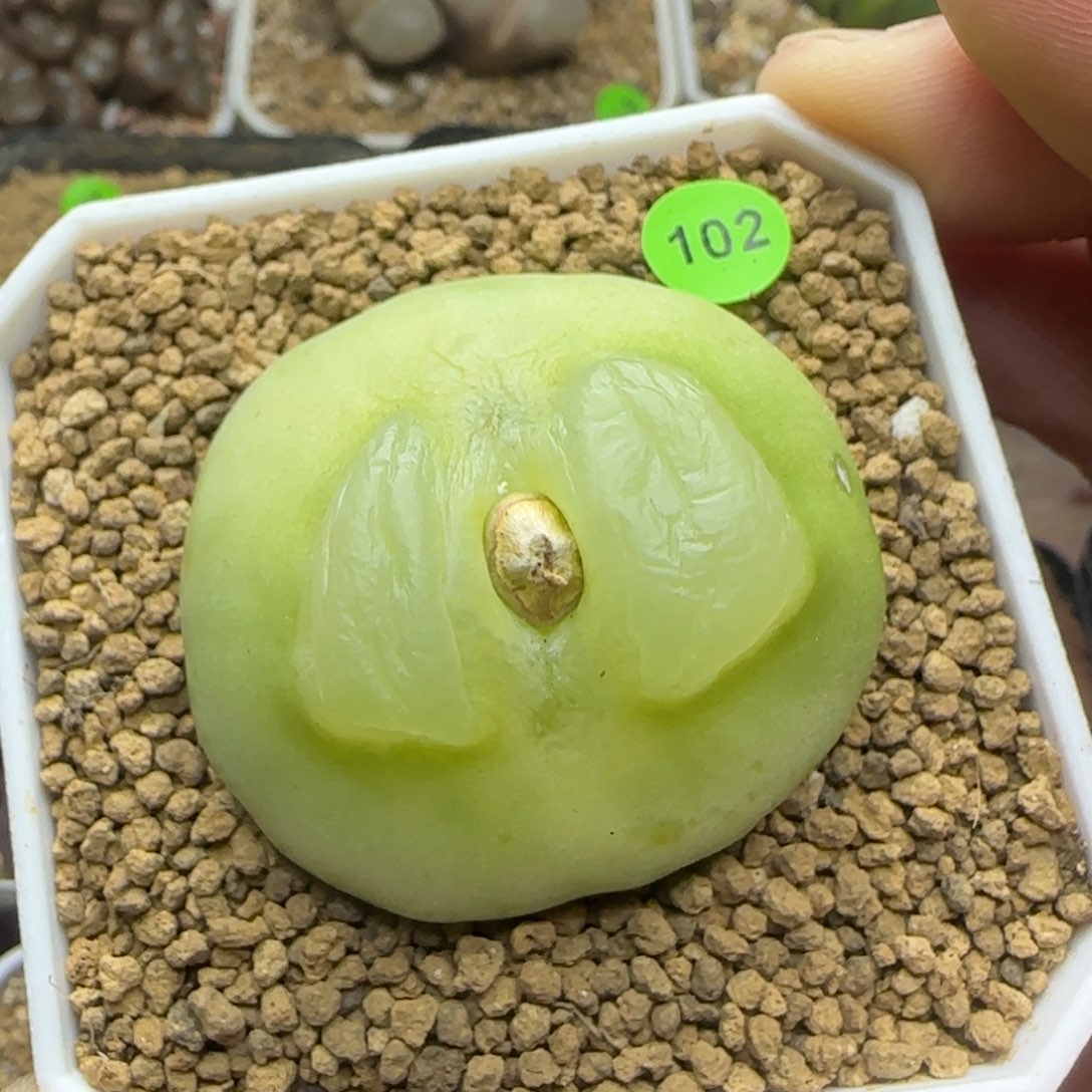 拉登4.5+多肉植物102