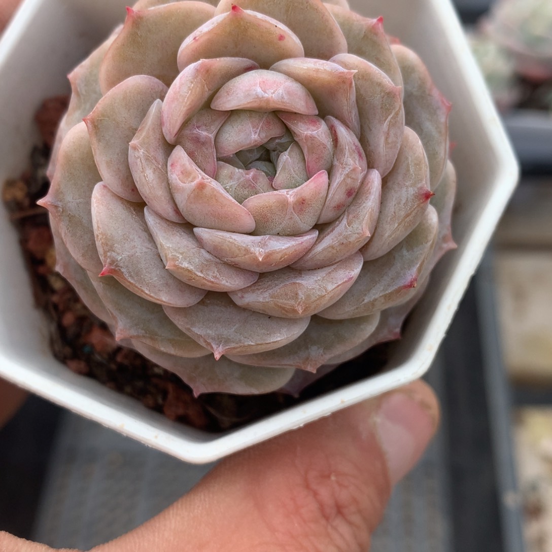 0213-44 糖心粉爱