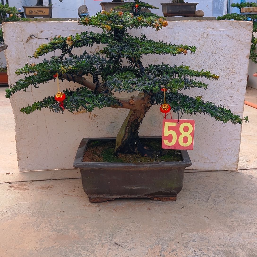 s***e无花朵老桩老盆罗汉松