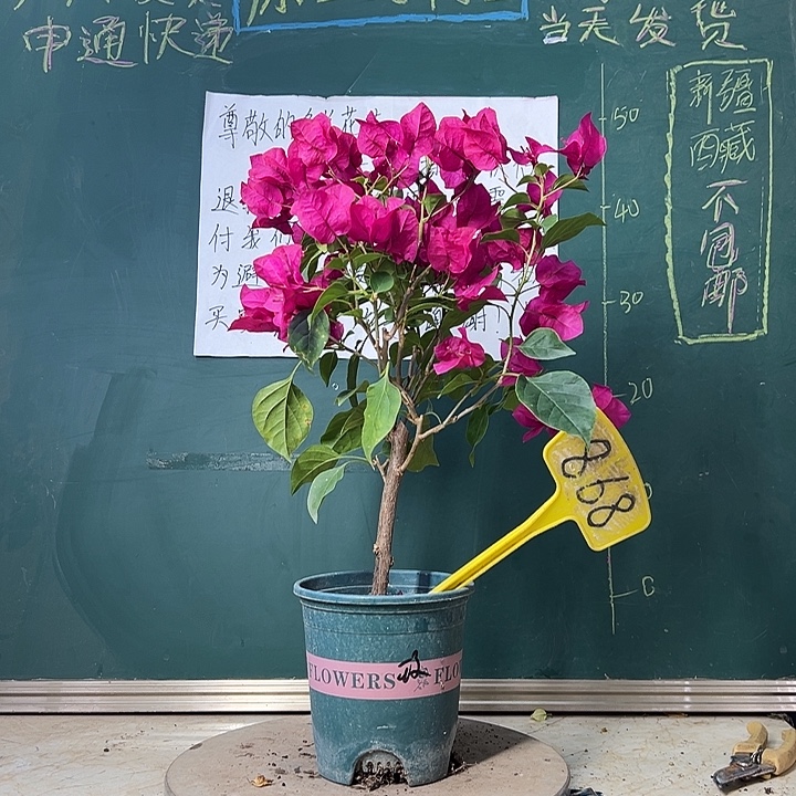 当前无花栽培后可以开花  玫瑰红  868