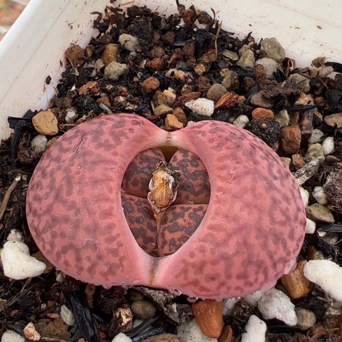 114多肉植物百科