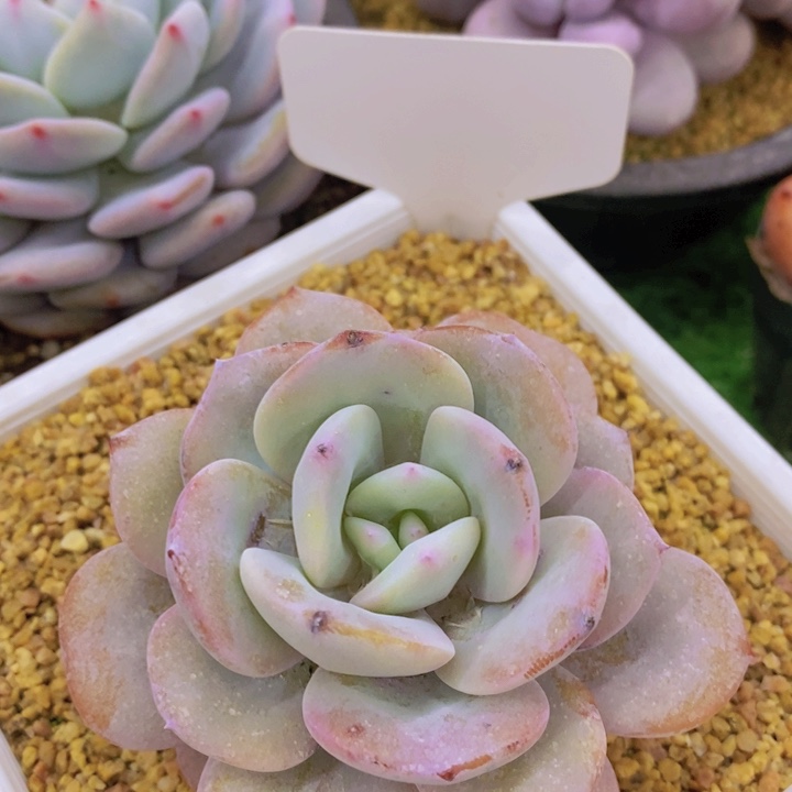 多肉植物，开心多肉