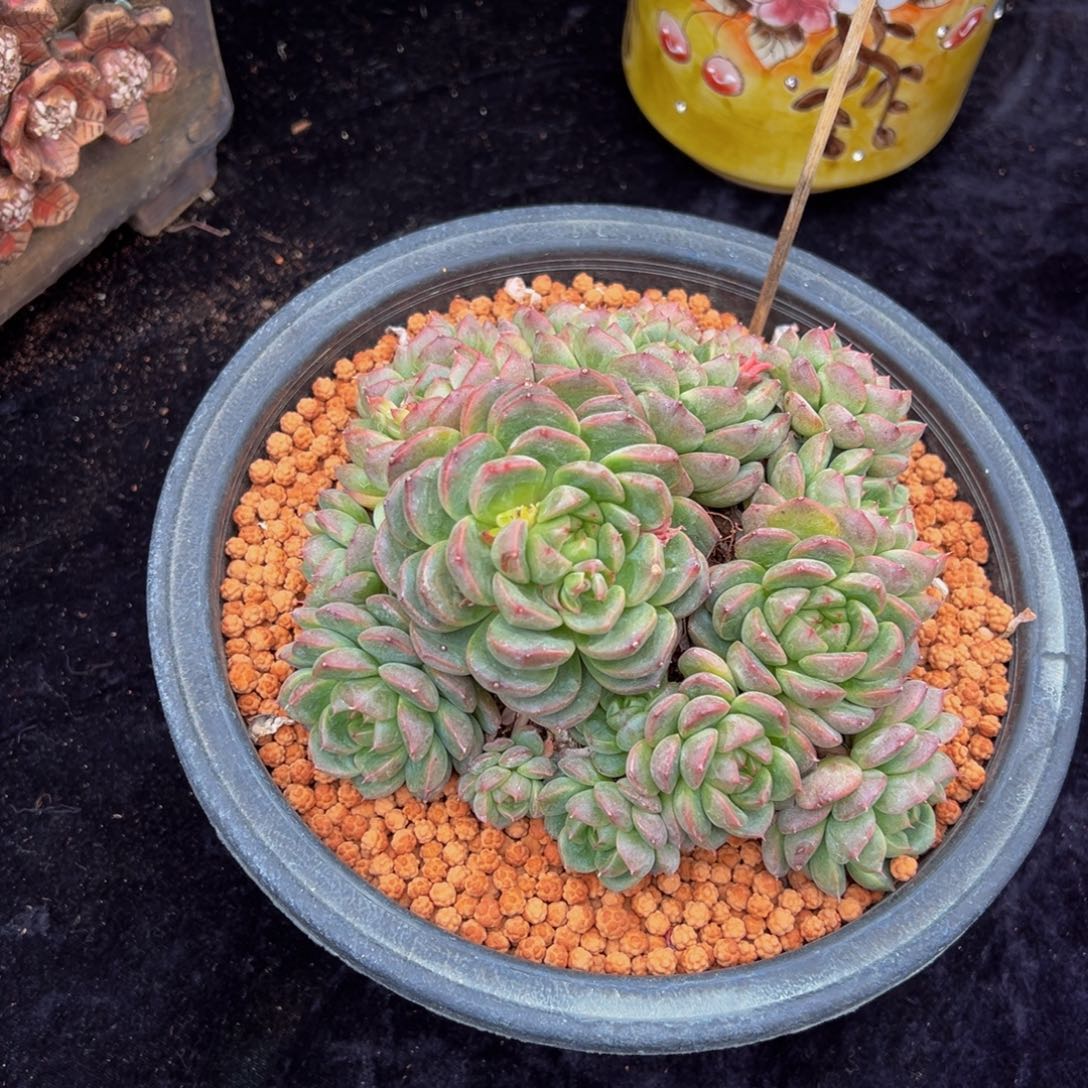 天天开心 糖心珍妮