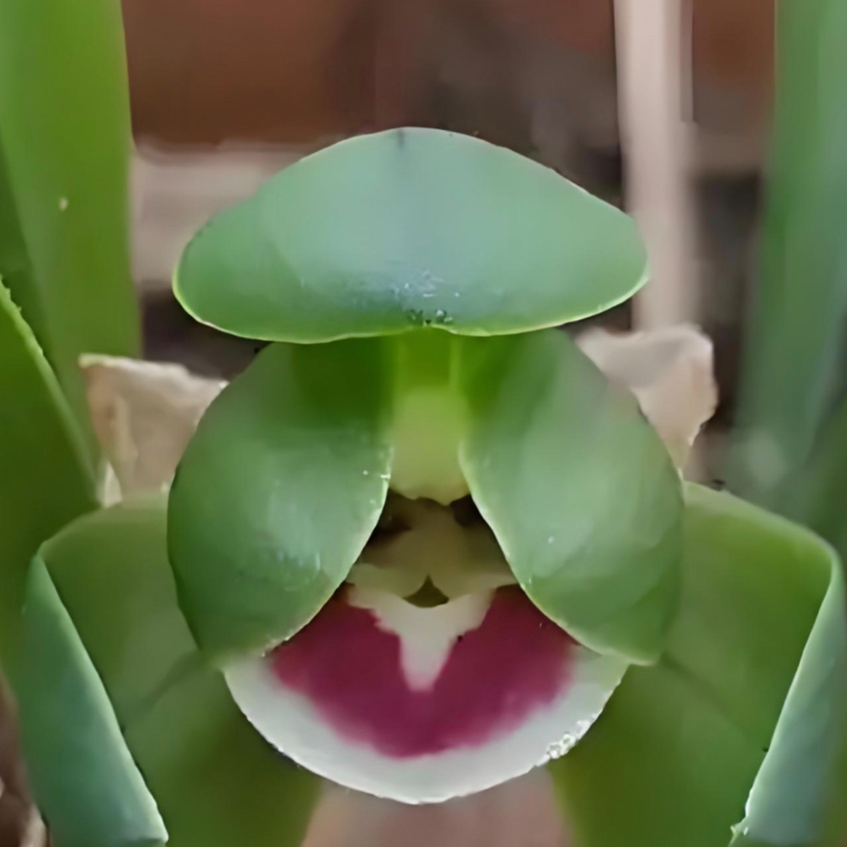 鸿琳兰园兰花 红唇荷 春兰 浓香型 室内外绿植花卉盆栽耐阴