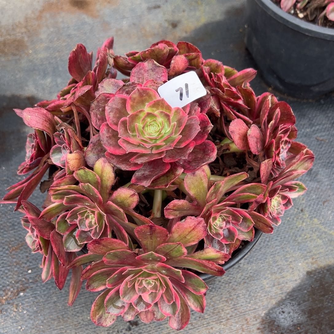 71克拉恋人多肉椅子