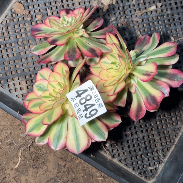 组合多肉植物法师4849