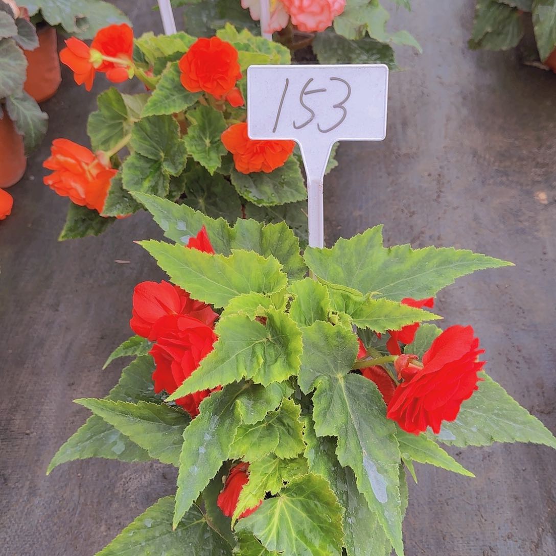 无花朵夫妻海棠种球系列153