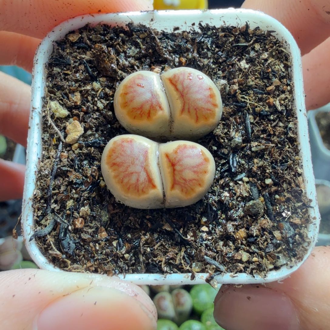 多肉植物的生长发育和580