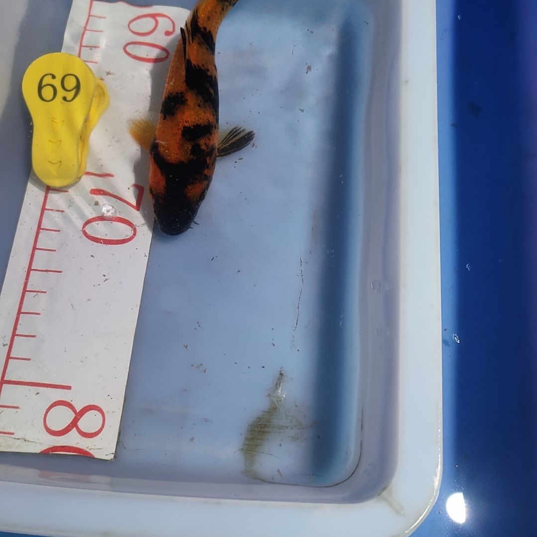 海水鱼红白大正昭和菲血白写