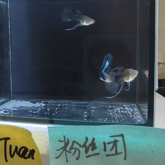 孔雀鱼蓝礼服大c两母一公