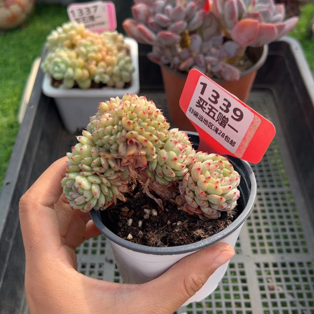 表妹精品多肉1339.