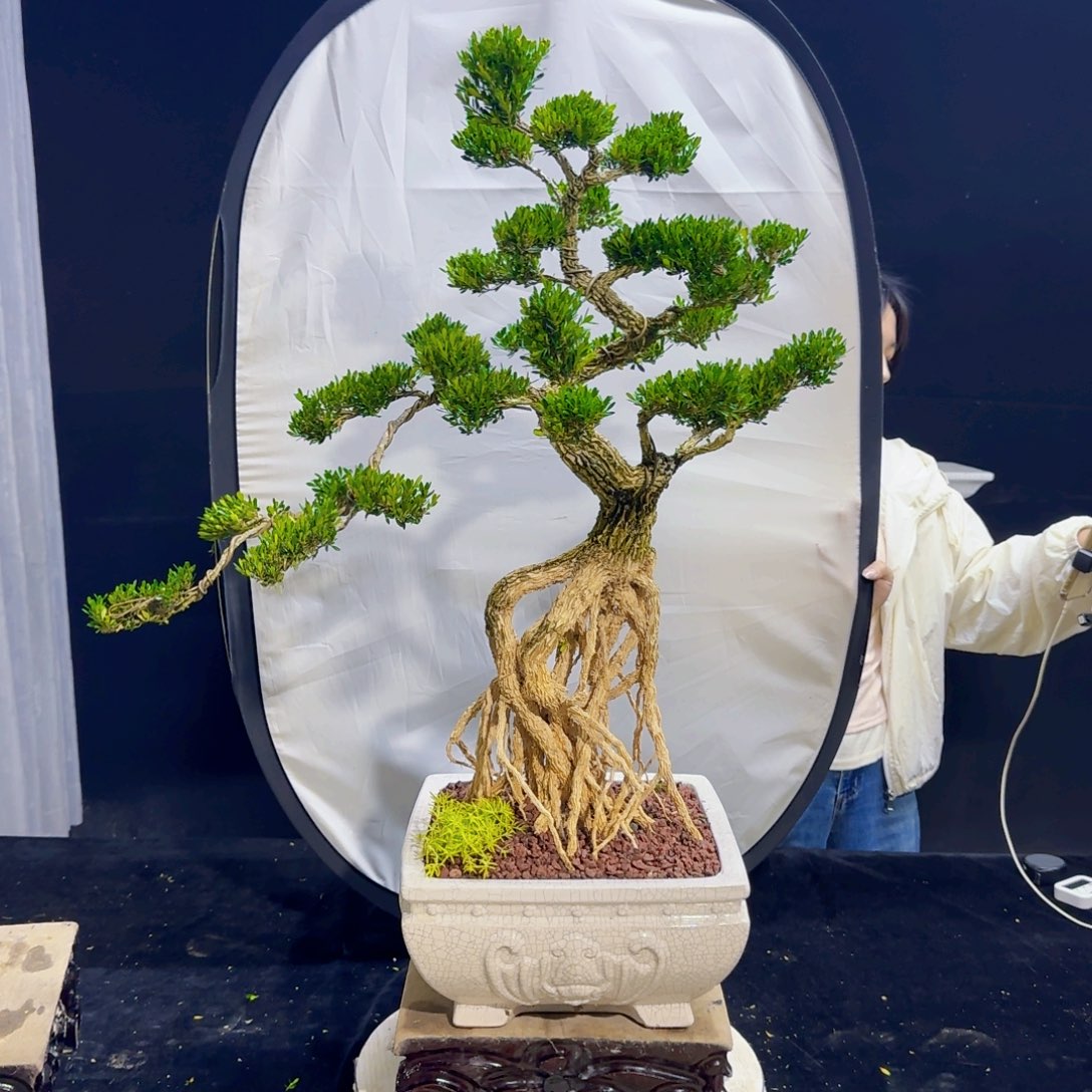 高端盆景艺术作品