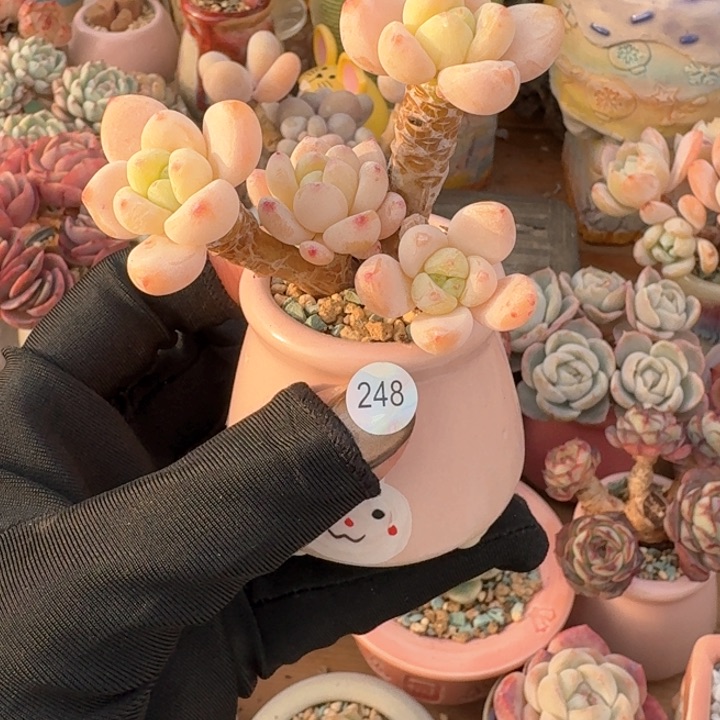 喜*248 多肉含盆土 30元包邮 除偏远