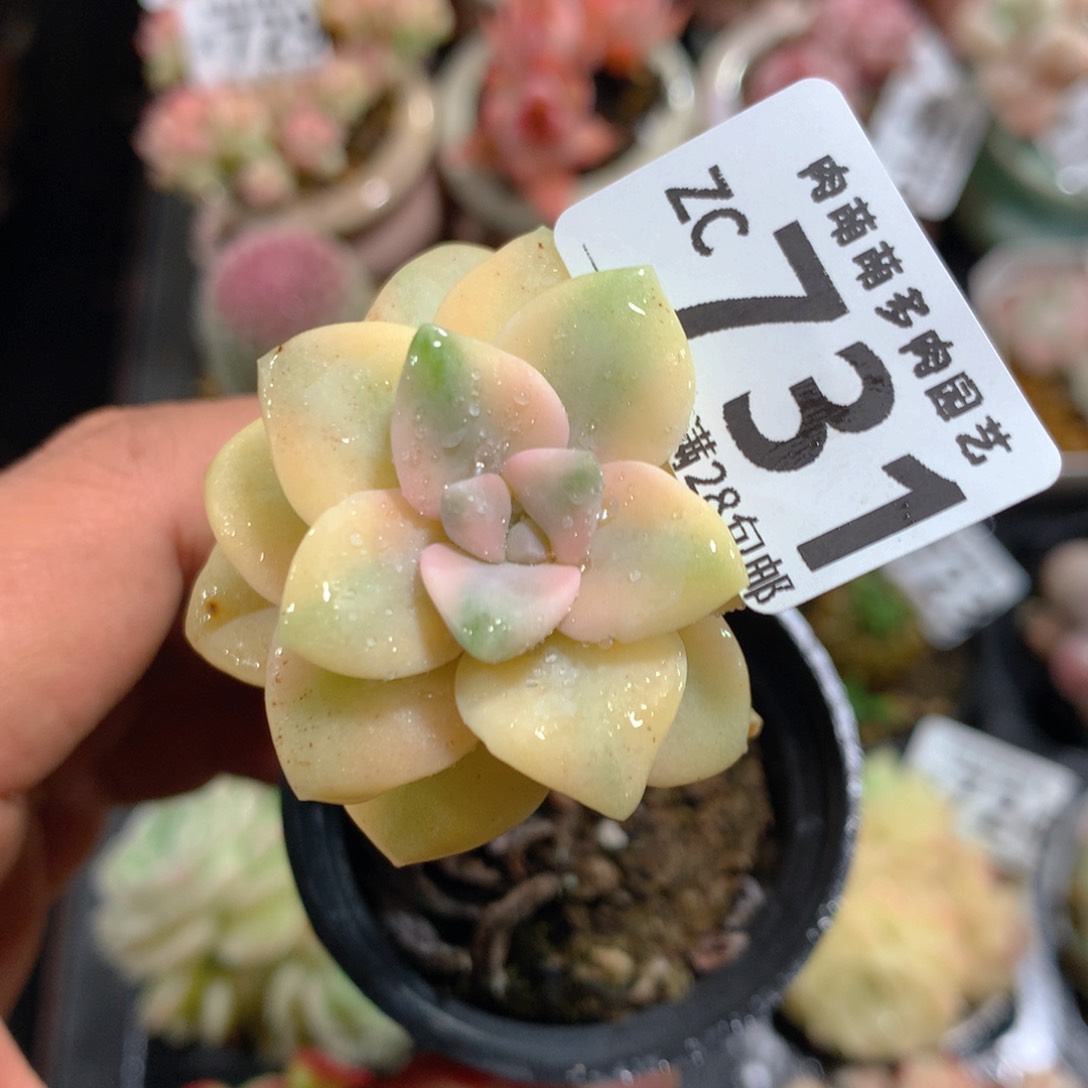 5CM拇指盆精控多肉ZC731