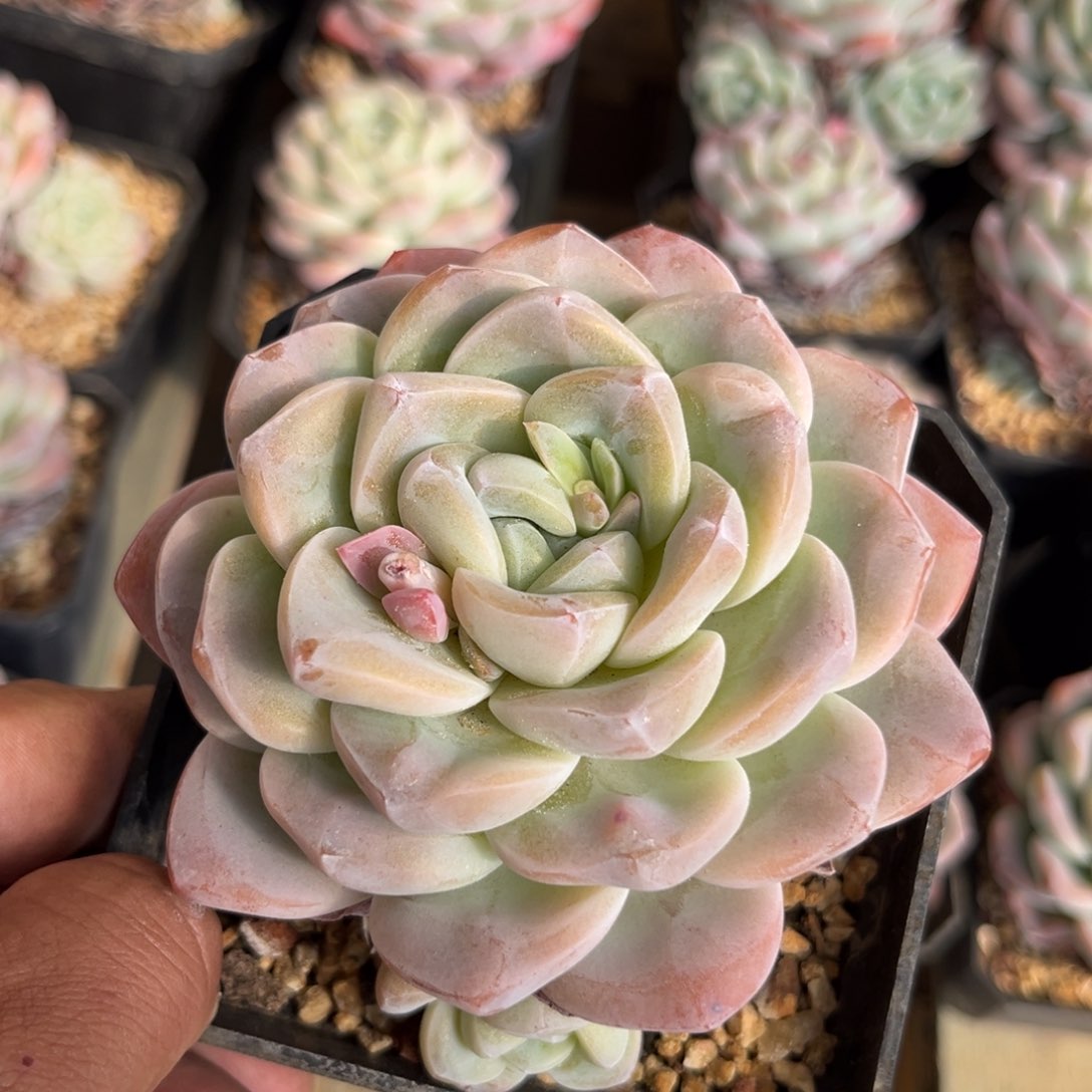 冰玉多肉植物提取精华