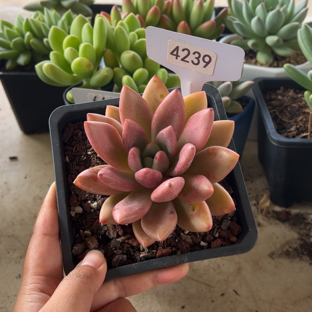 【闪购商品】桃花源。4239。11111111