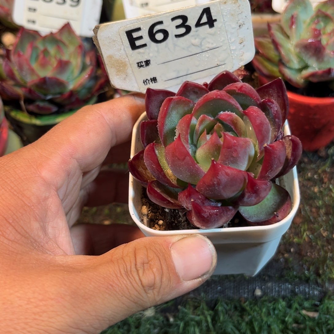 惊鸿一瞥634号多肉