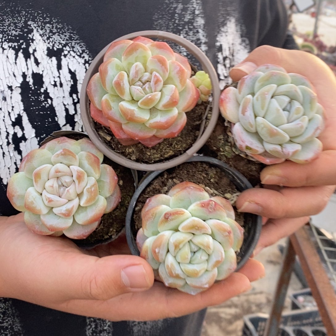 冰玉单头精控小老桩四盆，90杯