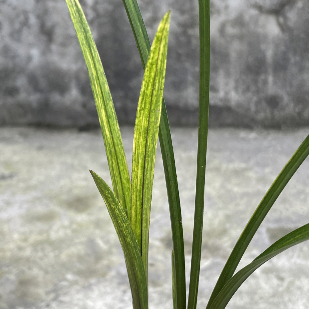 鲜花惠兰虎斑花卉适合家养勤来花勤发芽耐寒耐热植物