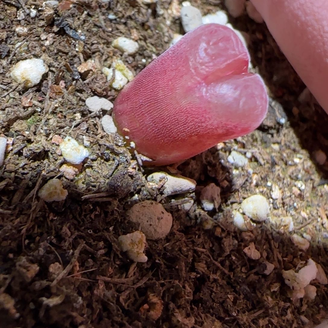 肉锥多肉植物百科-泰坦峡谷834