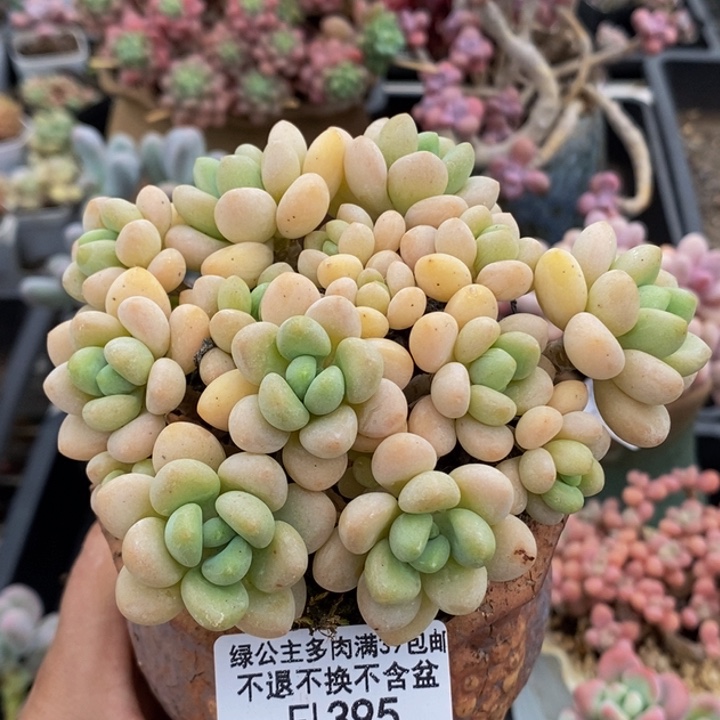 白奶糖老桩11cm395多肉植物