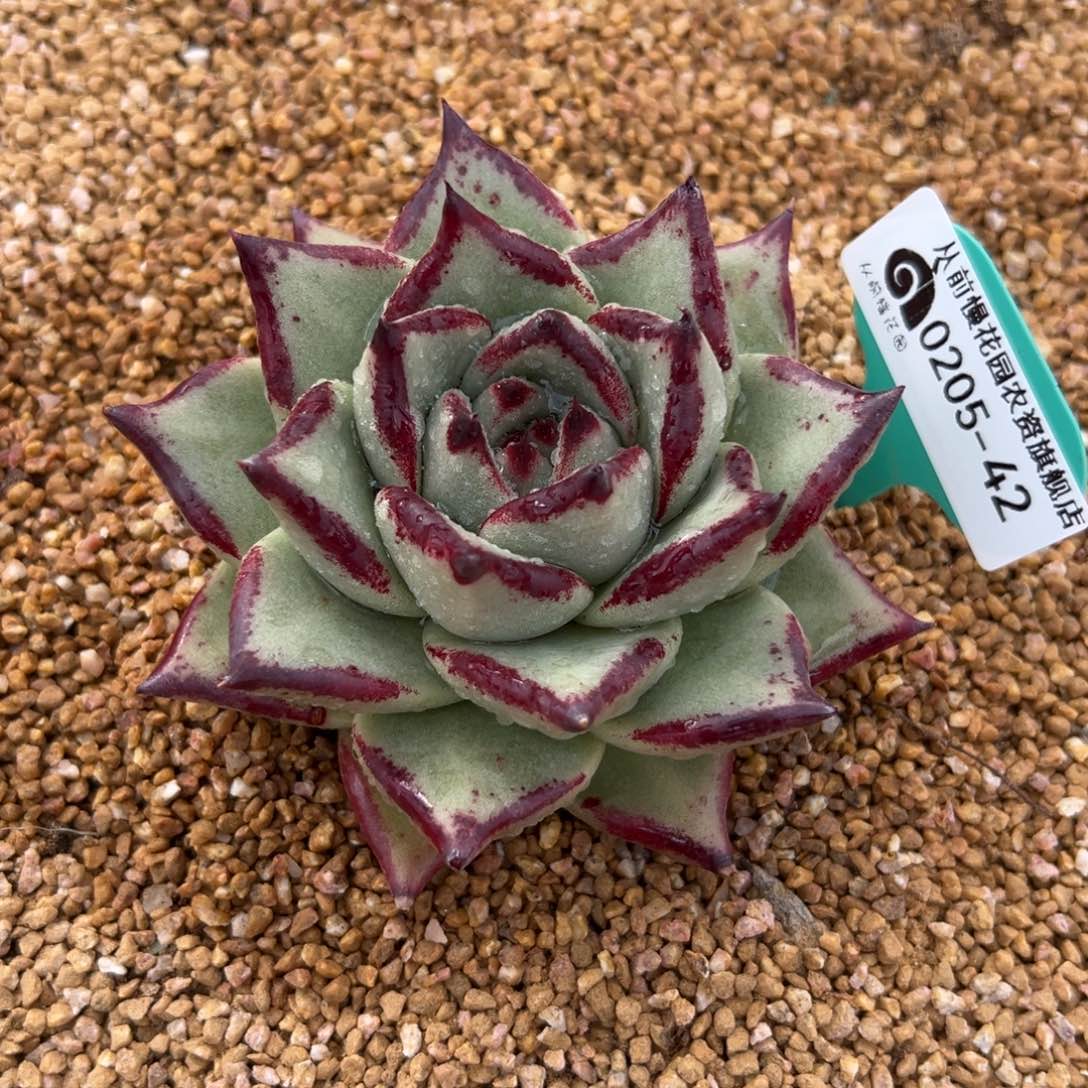 多肉一物一拍0205-42