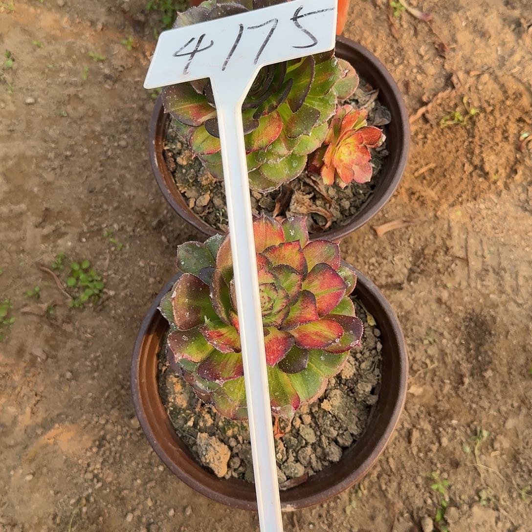 4175海王七彩多肉法师多肉