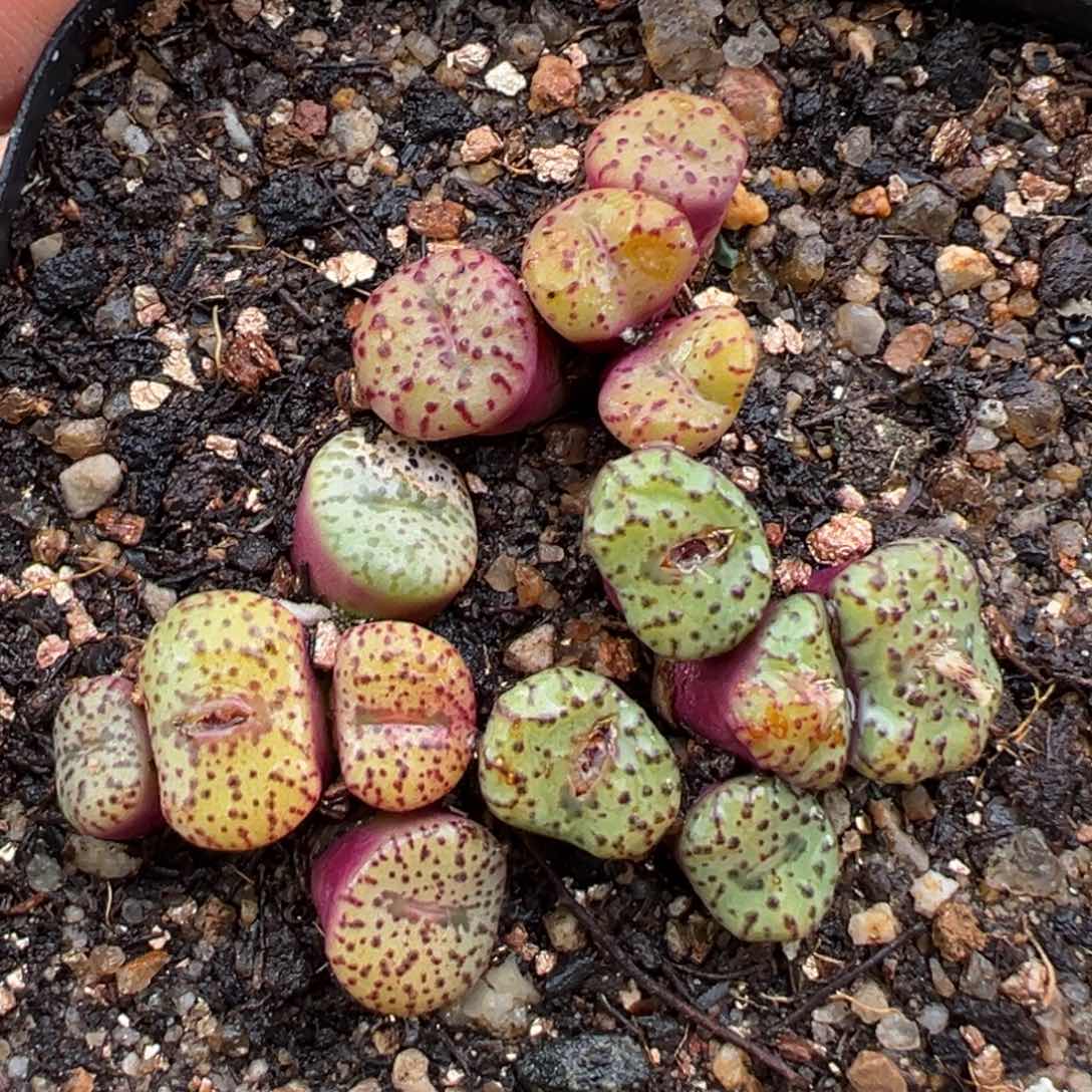 2.21好看的多肉012