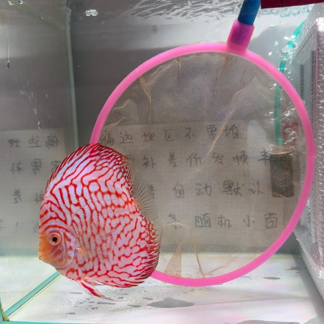 七彩神仙鱼肉身9-10偏远地区不拍