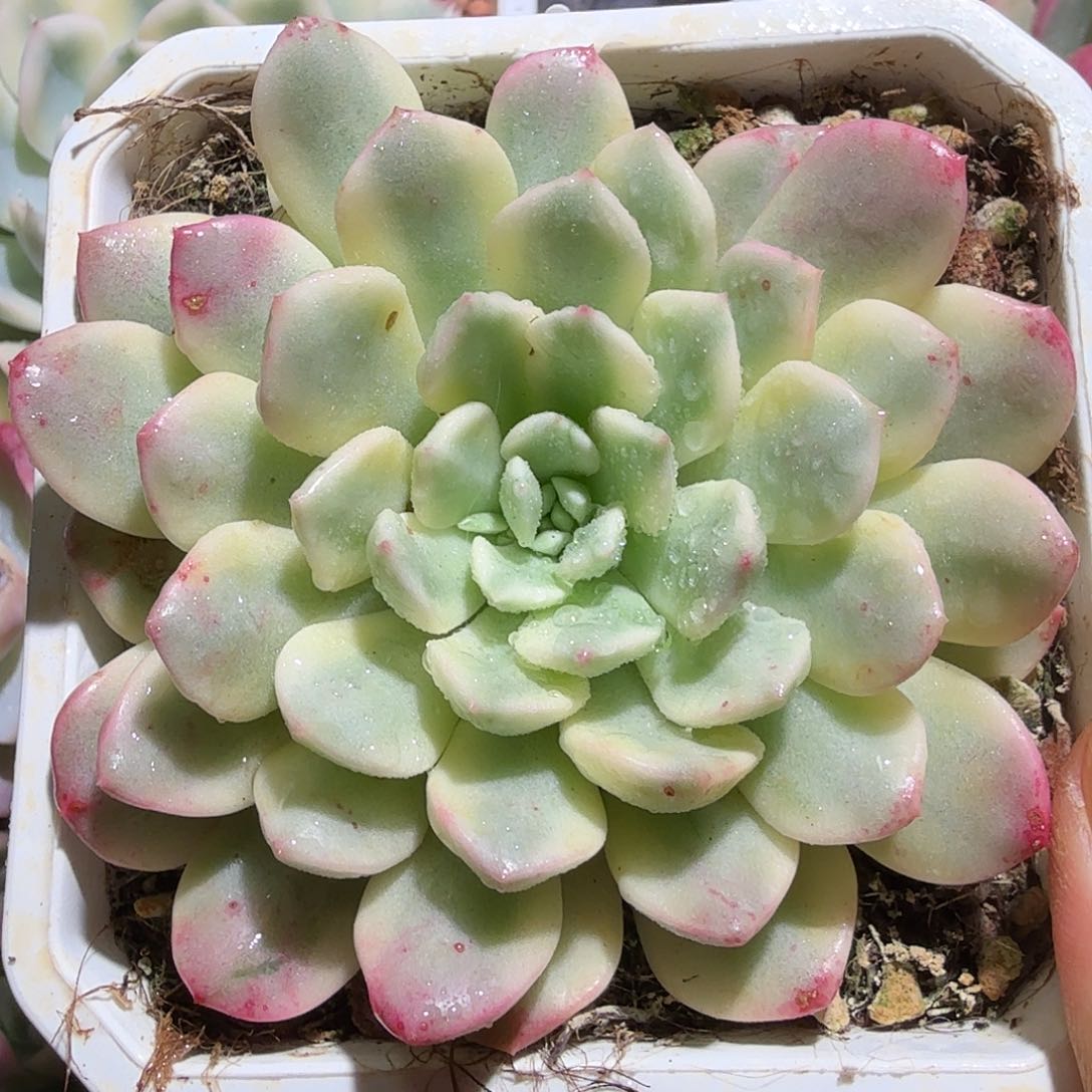红宝石锦，多肉植物
