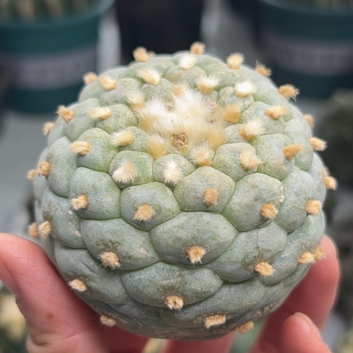 332 可帮发根可发货