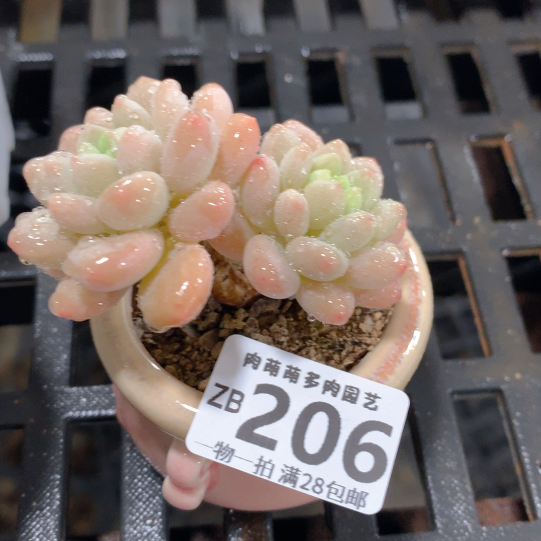 肉萌萌拇指盆精控多肉ZB206