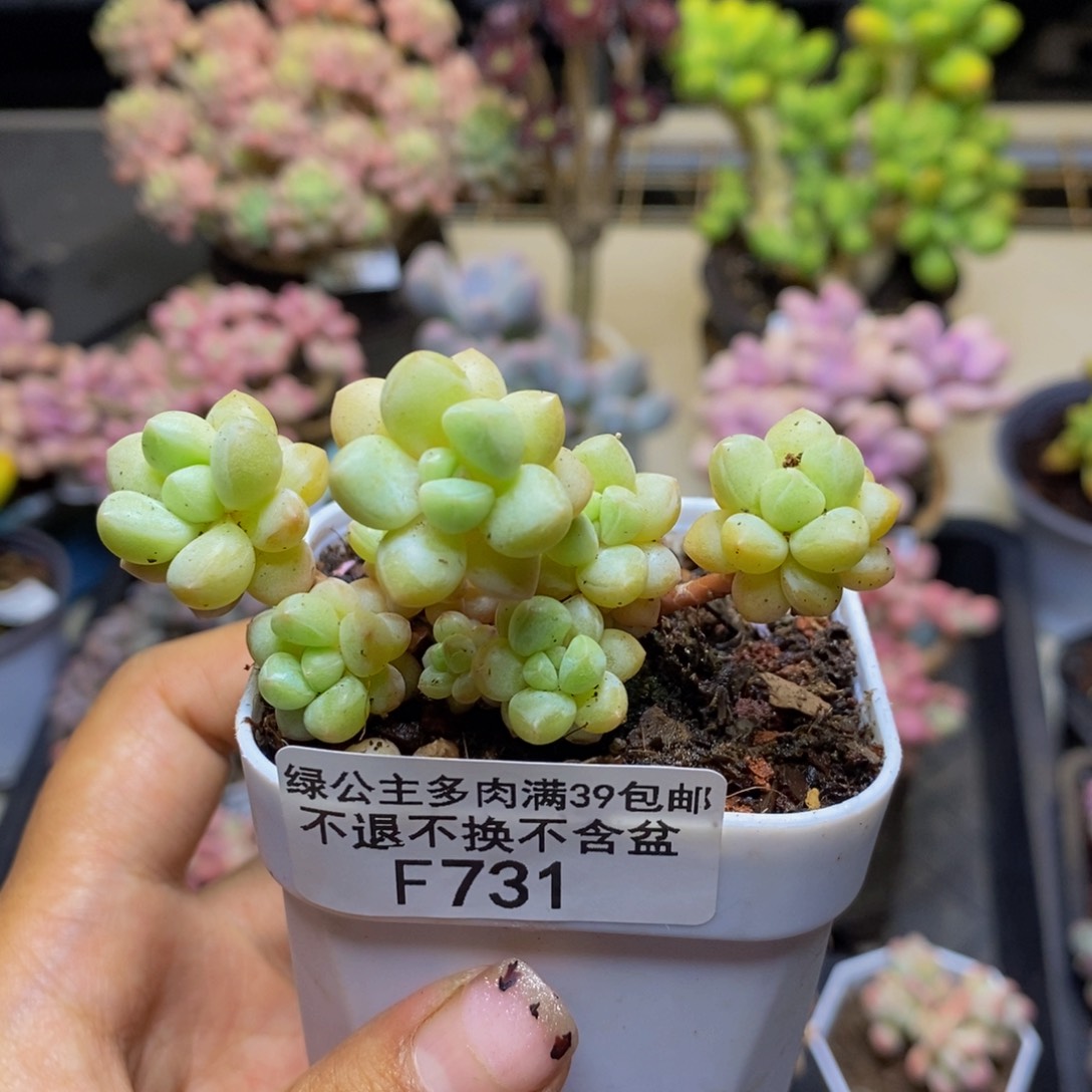 731泡泡糖多肉5c m