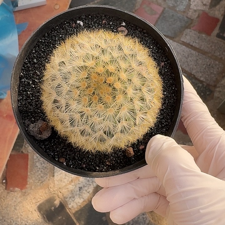 嘉文丸仙人球123