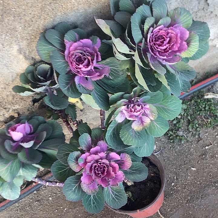 羽衣甘蓝炫彩22.8