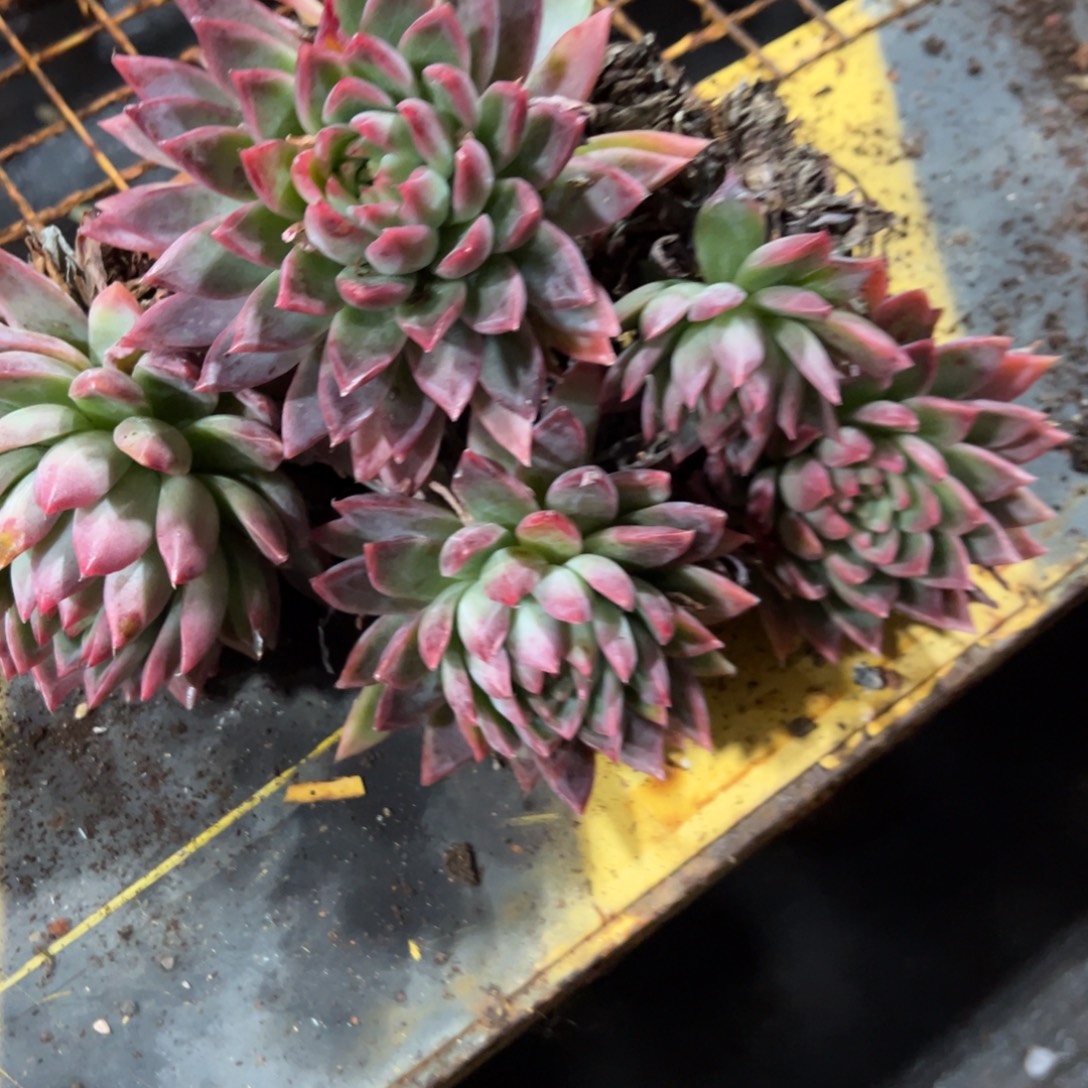 多少植物黄东营杂交