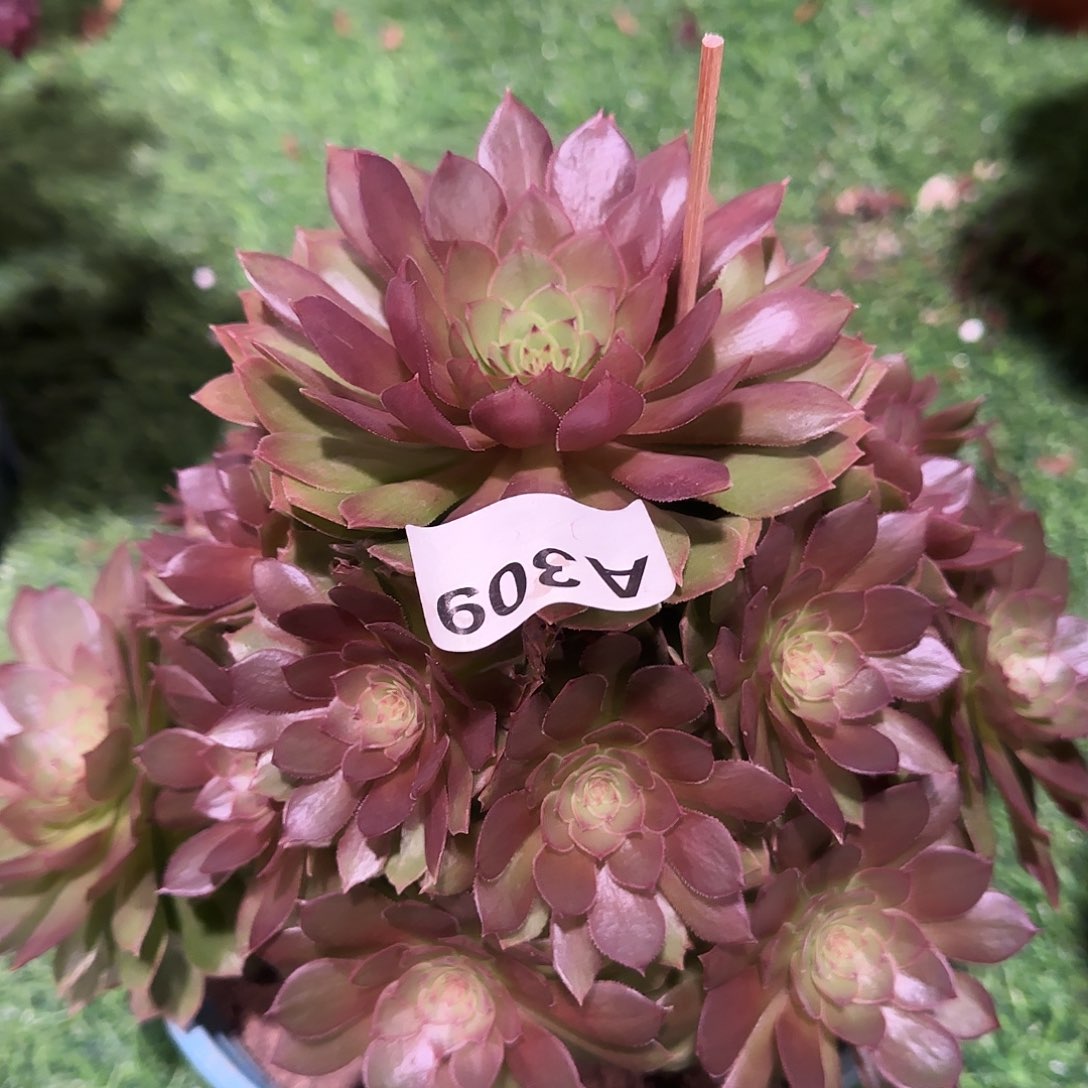 多肉植物桃花石309