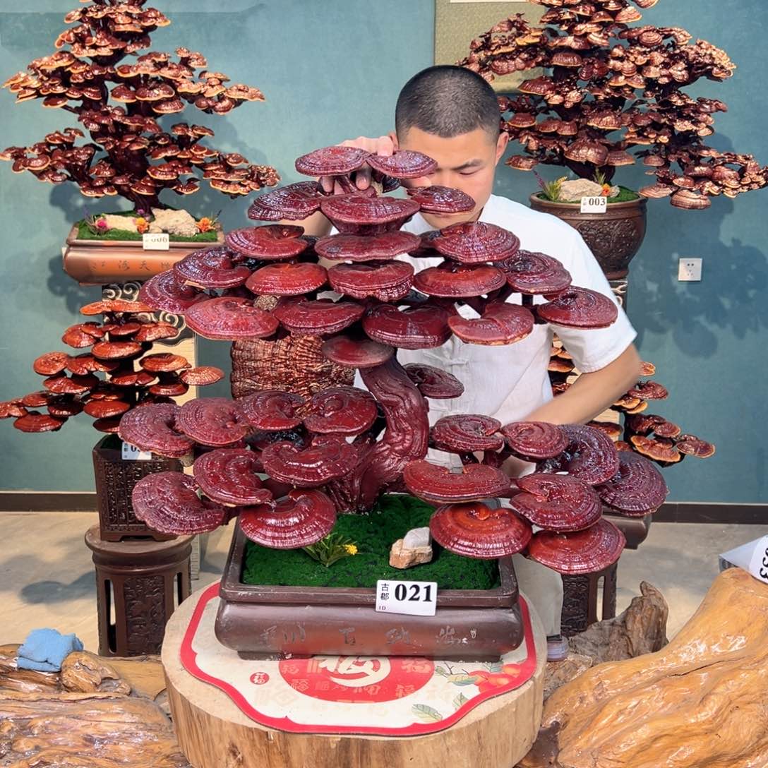 无花朵888888888889